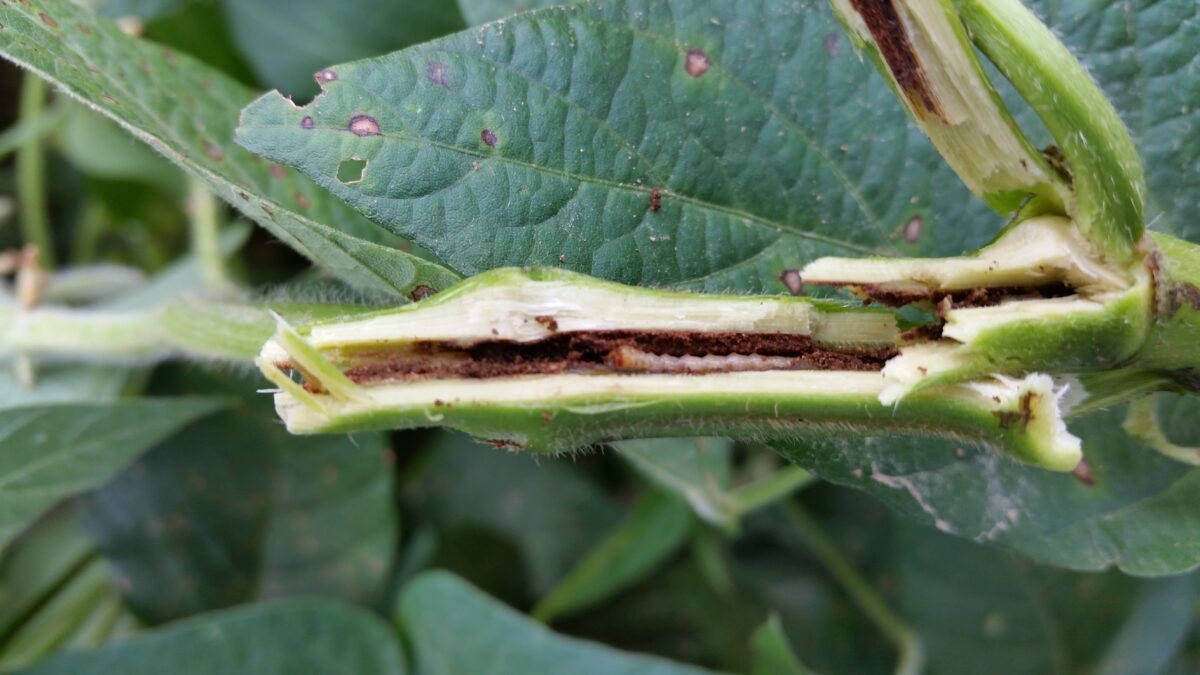 A New Emerging Soybean Pest? Introducing the Dectes Stem Borer ...