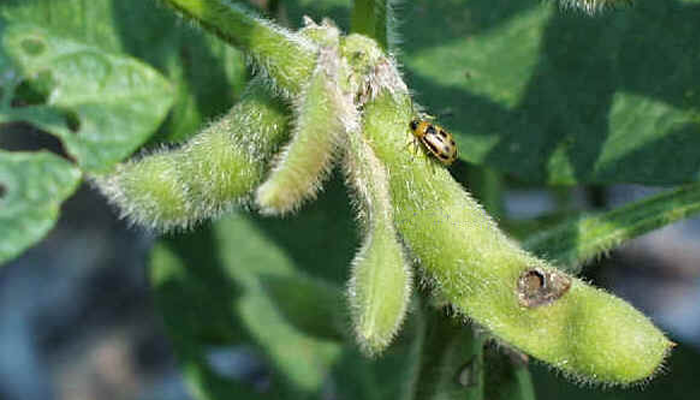 Bean Leaf Beetles - Are They in Your Soybeans? - ILSoyAdvisor